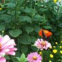 Courtesy: Gaitri Tiwari from DC<br />Butterfly on Zinnas ( Picture speaks beautifully about her Yard )